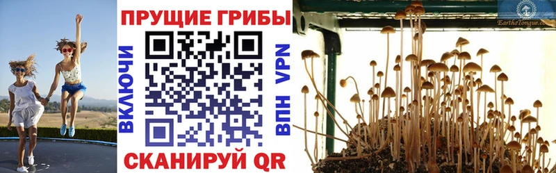 KRAKEN ССЫЛКА  Тында  Галлюциногенные грибы мицелий 
